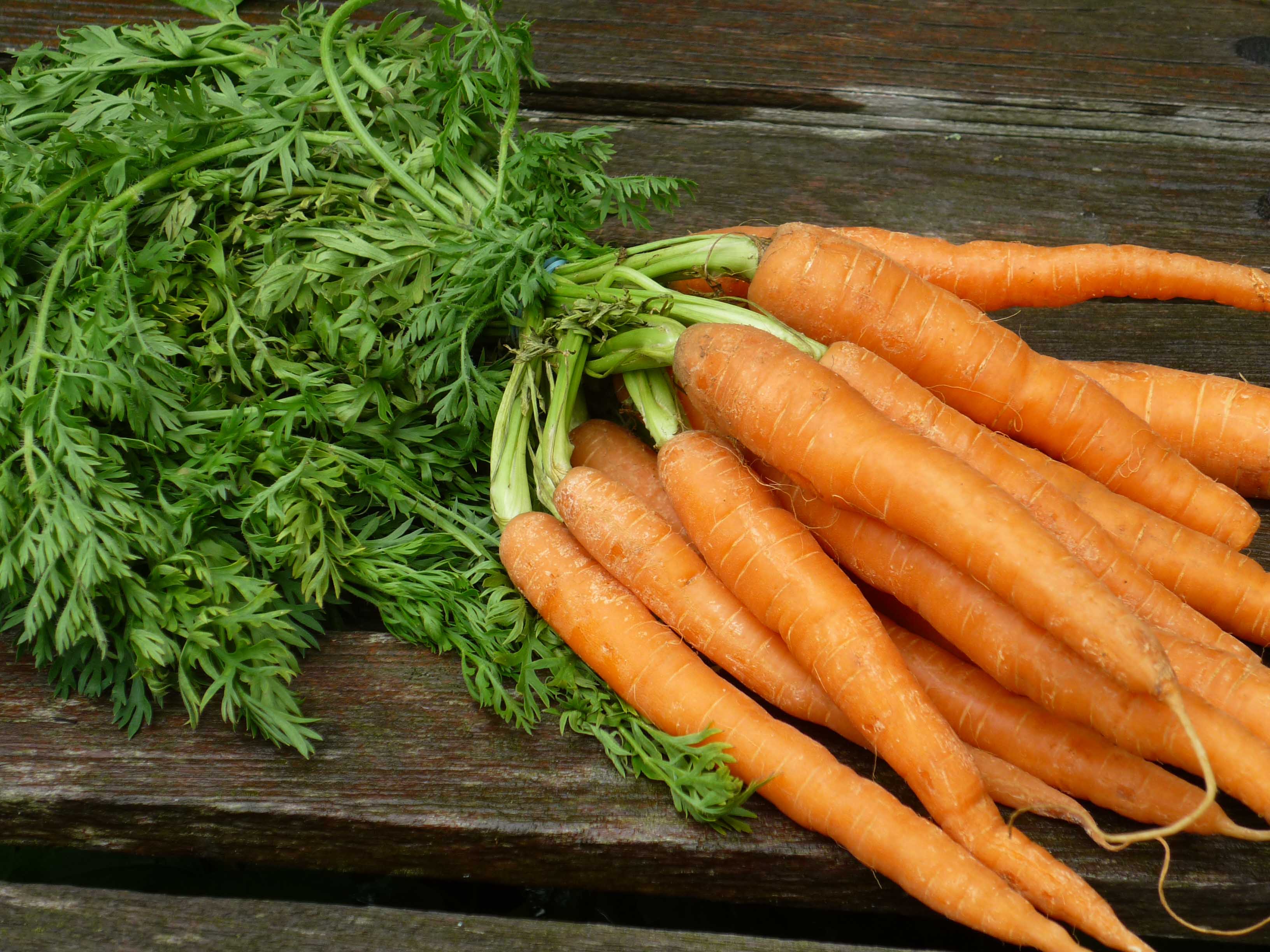 pierderea în greutate purpuroasă de morcov