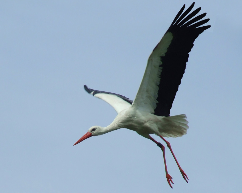 barza-alba-1024x819.jpg