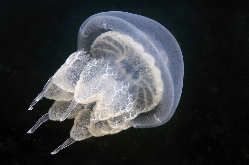 stiati_ca_meduza-1024x681.jpg